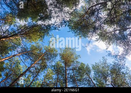 Alberi di conifere alti e vecchi nella foresta, vista dal basso. Messa a fuoco selettiva, sfondo blu del cielo. Foto Stock