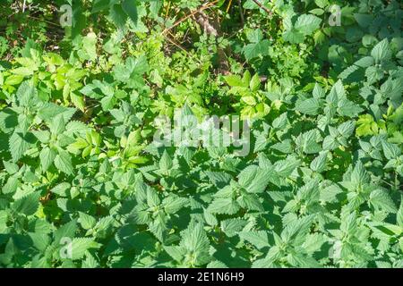 Urtica dioica ortica lascia alla luce del sole. Primo piano della messa a fuoco selettiva. Foto Stock