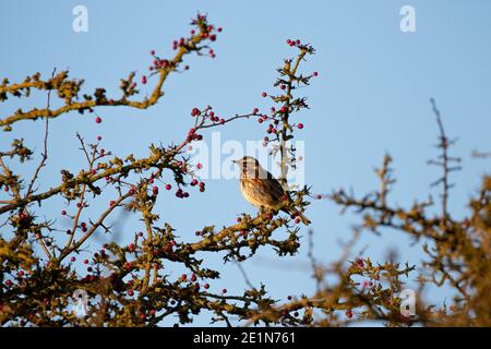 Redwing (Tunas iliacus) Foto Stock