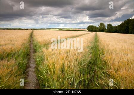 Un sentiero attraverso un campo di orzo vicino Salisbury nel Wiltshire. Foto Stock