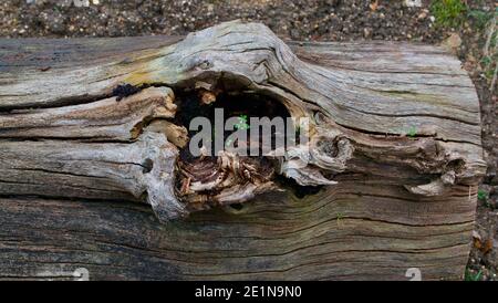 Vecchio tronco di albero che giace sulla terra con erbacce che crescono interno Foto Stock