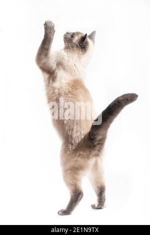 Il gatto salta e si allunga fino all'altezza massima. Gatto tailandese in salto in su, isolato su bianco foie Foto Stock