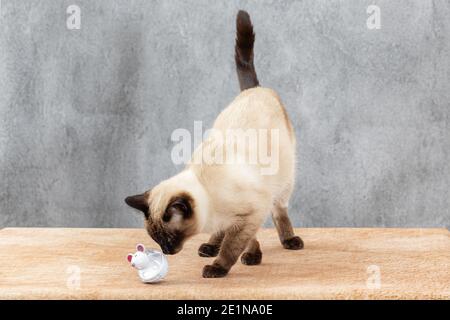 Il gatto gioca con un giocattolo per gli animali. All'interno della figurina cava è una delizia per i gatti. Gatto tailandese cercando di ottenere un po 'di cibo delizioso Foto Stock