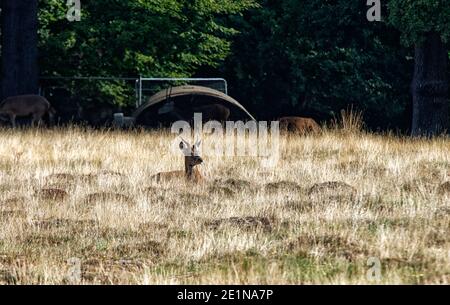 Femmina cervo rosso femmina doe in autunno erba lunga, Royal Richmond Park, Surrey, Inghilterra Foto Stock