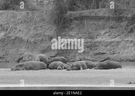 Pigri ippopotami posa su un sandbank inferiore al fiume Zambesi e Foto Stock