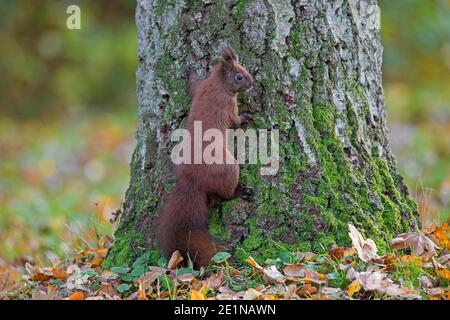 Carino scoiattolo rosso eurasiatico (Sciurus vulgaris) arrampicata albero deciduo nella foresta d'autunno Foto Stock