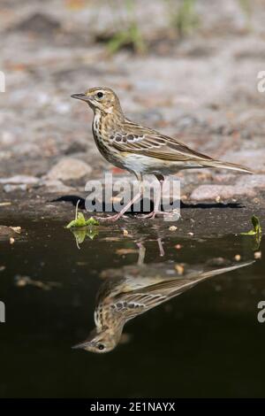 Pipa ad albero (Anthus trivialis / Alauda trivialis) riflesso in acqua di stagno Foto Stock