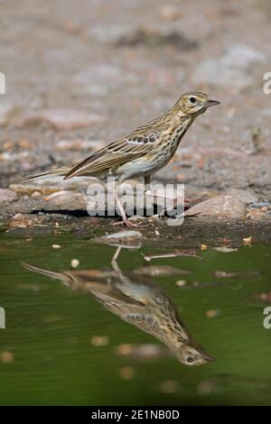 Pipa ad albero (Anthus trivialis / Alauda trivialis) riflesso in acqua di stagno Foto Stock