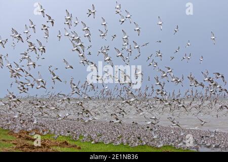 Nodi rossi (Calidris canutus / Tringa canutus ) enorme nodo rosso si accollare in volo in un piumaggio non-riproduttore prendendo fuori dalla spiaggia in inverno lungo la costa Foto Stock