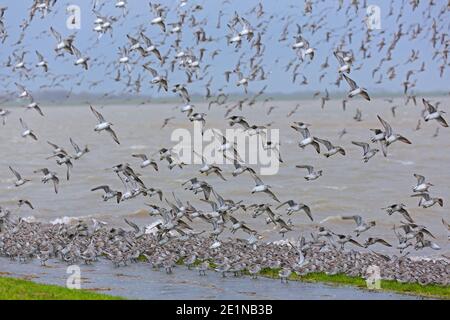 Nodi rossi (Calidris canutus) enorme nodo rosso in volo in piumaggio non-riproduttore in inverno, Wadden Sea NP, Schleswig-Holstein, Germania Foto Stock
