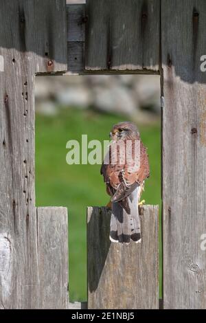 Gheppio comune (Falco tinnunculus) , controllato, Cumbria, UK Foto Stock