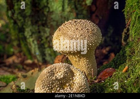 Fungo nella foresta, Puffball comune (Lycoperdon perlatum), Baviera, Germania, Europa Foto Stock