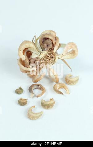 Teste di semi e semi essiccati di una marigola di Pot isolata su sfondo bianco; Calendula officinalis. Foto Stock