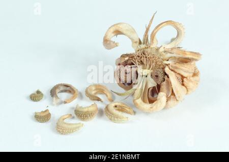 Teste di semi e semi essiccati di una marigola di Pot isolata su sfondo bianco; Calendula officinalis. Foto Stock