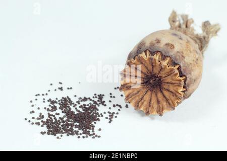 Testa di seme e semi di un papavero orientale isolato su uno sfondo bianco - Papaver orientale. Foto Stock