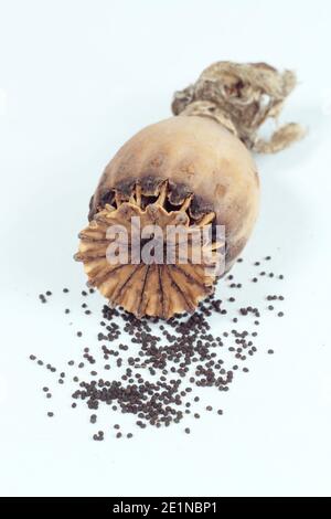 Testa di seme e semi di un papavero orientale isolato su uno sfondo bianco - Papaver orientale. Foto Stock