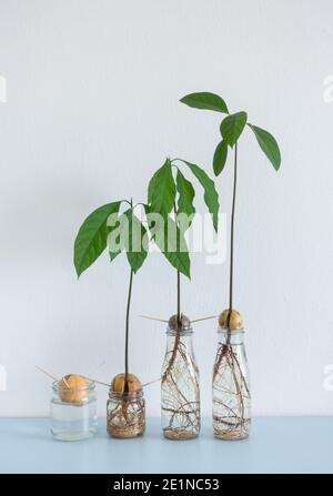 Immagine che mostra diversi stadi di semi di avocado/pietre che crescono in acqua su scaffale domestico. Idroponico, Minimalismo Foto Stock