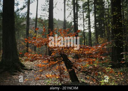 Il sito Hermitage sulle rive del fiume Braan nella foresta di Craigvinean, Scozia Foto Stock