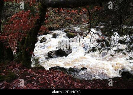 Il sito Hermitage sulle rive del fiume Braan nella foresta di Craigvinean, Scozia Foto Stock