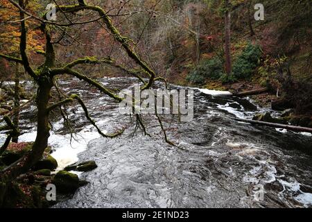 Il sito Hermitage sulle rive del fiume Braan nella foresta di Craigvinean, Scozia Foto Stock