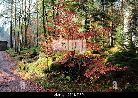 Il sito Hermitage sulle rive del fiume Braan nella foresta di Craigvinean, Scozia Foto Stock