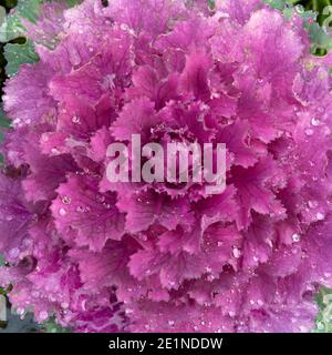 Vista ravvicinata delle foglie rosa nel cuore Di un cavolo ornamentale (Brassica oleracea) Foto Stock