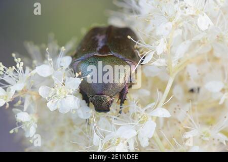 Caraffa di rose o la caraffa di rose verdi, Cetonia aurata, che si nutra di Meadowsweet, Filipendula ulmaria Foto Stock