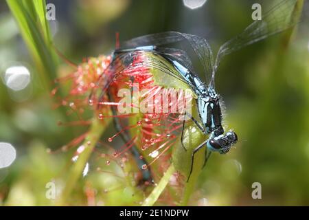 La rugiada in foglie tonde, la rotundifolia di Drosera, e la variabile bluet, Coenagrion pulchellum, come sua preda Foto Stock