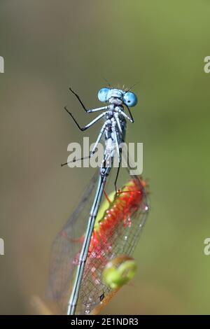 La rugiada in foglie tonde, la rotundifolia di Drosera, e la variabile bluet, Coenagrion pulchellum, come sua preda Foto Stock