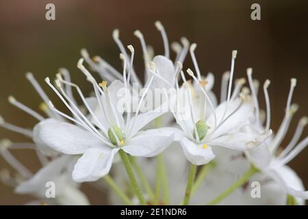 Rhododendron tomentosum, chiamato anche Ledum palustre o Rhodendron palustre, comunemente noto come Labrador Tea, pianta selvatica dalla Finlandia Foto Stock