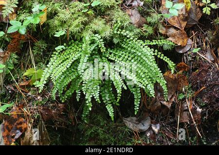 Asplenium tricomanes, conosciuto come spleenwort di maienhair, pianta selvatica dalla Finlandia Foto Stock