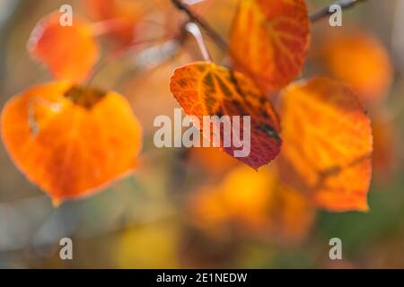 Tremante Aspen, tremuloides di populus, foglie autunnali nel parco nazionale di Great Basin, Nevada, Stati Uniti Foto Stock