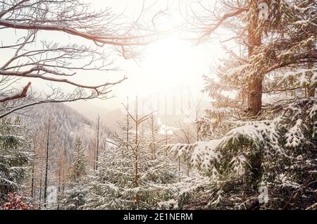 Alberi ricoperti di neve nelle montagne di Tatra, Parco Nazionale di Tatra, Polonia. Foto Stock