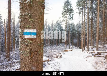 Sentiero escursionistico su un albero in montagna Tatra neve coperta, Parco Nazionale Tatra, Polonia. Foto Stock
