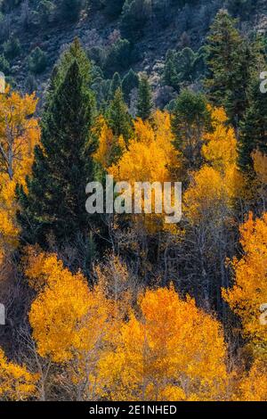 Quaking Aspens, Topulus tremuloides, in brillante colore autunnale lungo Baker Creek Road nel Great Basin National Park, Nevada, USA Foto Stock