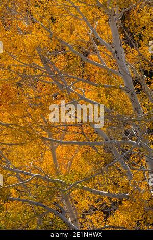 Quaking Aspens, Topulus tremuloides, in brillante colore autunnale lungo Baker Creek Road nel Great Basin National Park, Nevada, USA Foto Stock