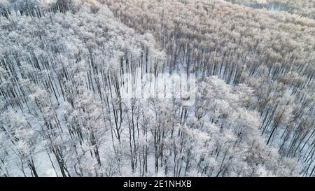 Inverno foresta dopo nevicata da sopra Foto Stock