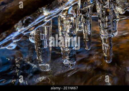 Le cicale si formano lungo Lehman Creek nel mese di ottobre nel Great Basin National Park, Nevada, Stati Uniti Foto Stock