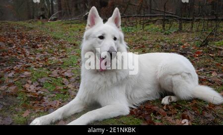 Cane Pastore Bianco (Berger Blanc Suisse) obbedientemente e felicemente giace in natura sulle foglie di autunno dentro la foresta Foto Stock