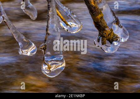 Le cicale si formano lungo Lehman Creek nel mese di ottobre nel Great Basin National Park, Nevada, Stati Uniti Foto Stock