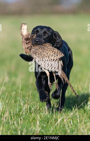 Ritratto di un Labrador nero che recupera un fagiano di gallina Foto Stock