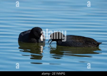 Un paio di American Coot alla ricerca di cibo sotto l'acqua mentre nuotano insieme su un lago tranquillo. Foto Stock