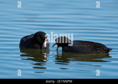 Un paio di American Coot alla ricerca di cibo sotto l'acqua mentre nuotano insieme su un lago tranquillo. Foto Stock