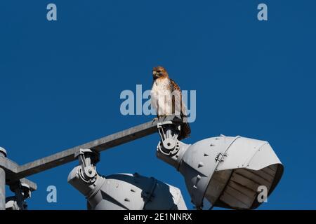 Un Hawk dalla coda rossa appollaiato in alto su un palo che supporta luci per un campo sportivo in un parco cittadino. Foto Stock