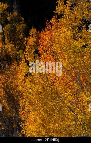 Quaking Aspens, Topulus tremuloides, in brillante colore autunnale lungo Baker Creek Road nel Great Basin National Park, Nevada, USA Foto Stock