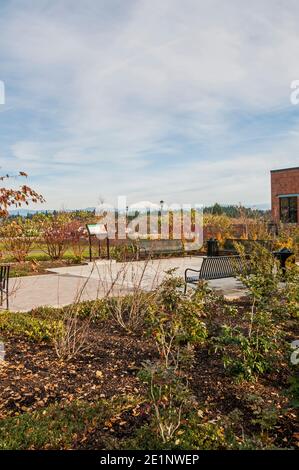 Mount St. Helens visto da un patio del campus della WSU (Washington state University) a Vancouver, Washington, Foto Stock