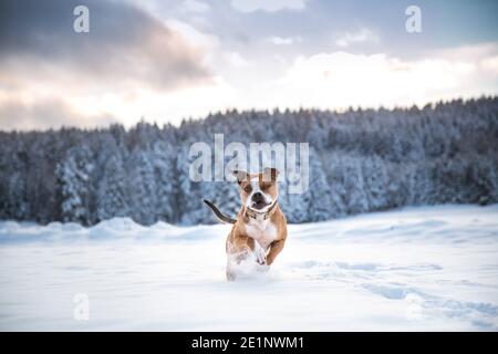 L'American Pit Bull Terrier in esecuzione nella neve Foto Stock