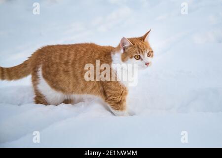 Gatto rosso tabby maschio nella neve Foto Stock