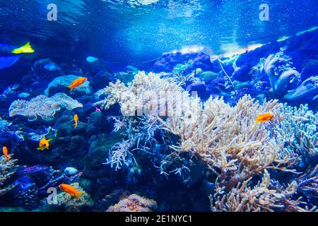 Barriera corallina, pesci - acquario di acqua salata Foto Stock