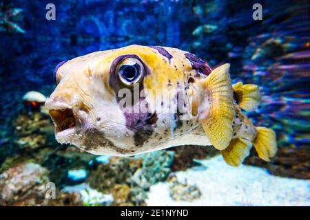 Pesce fucu bianco e nero Foto Stock